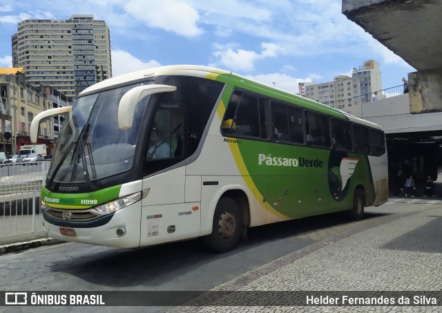 Pássaro Verde 11099 na cidade de Belo Horizonte, Minas Gerais, Brasil, por Helder Fernandes da Silva. ID da foto: 11858538.